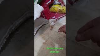  art Asel Morgiya track duetcomedy