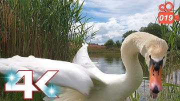 Swan running on the water - Hissing Swan Family 4K video 019
