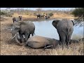 Ever Wondered How Elephants Sleep? Watch the Herd & Khanyisa Getting Some Shut-Eye