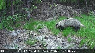 Jaźwiec, inaczej borsuk 🦡