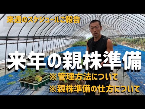 いちご栽培 いちご農家 来年の親株準備と来週のスケジュールご報告 Youtube