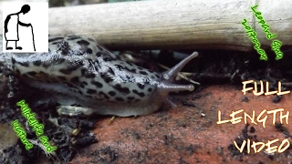 Wildlife and Nature Leopard Slug 20170204 FULL LENGTH