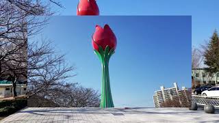 How cherry blossom trees look like every winter time