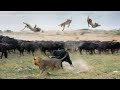 When Buffaloes Exhibit Raw Force Against Lions