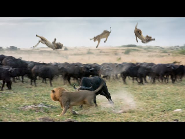 When Buffaloes Exhibit Raw Force Against Lions class=