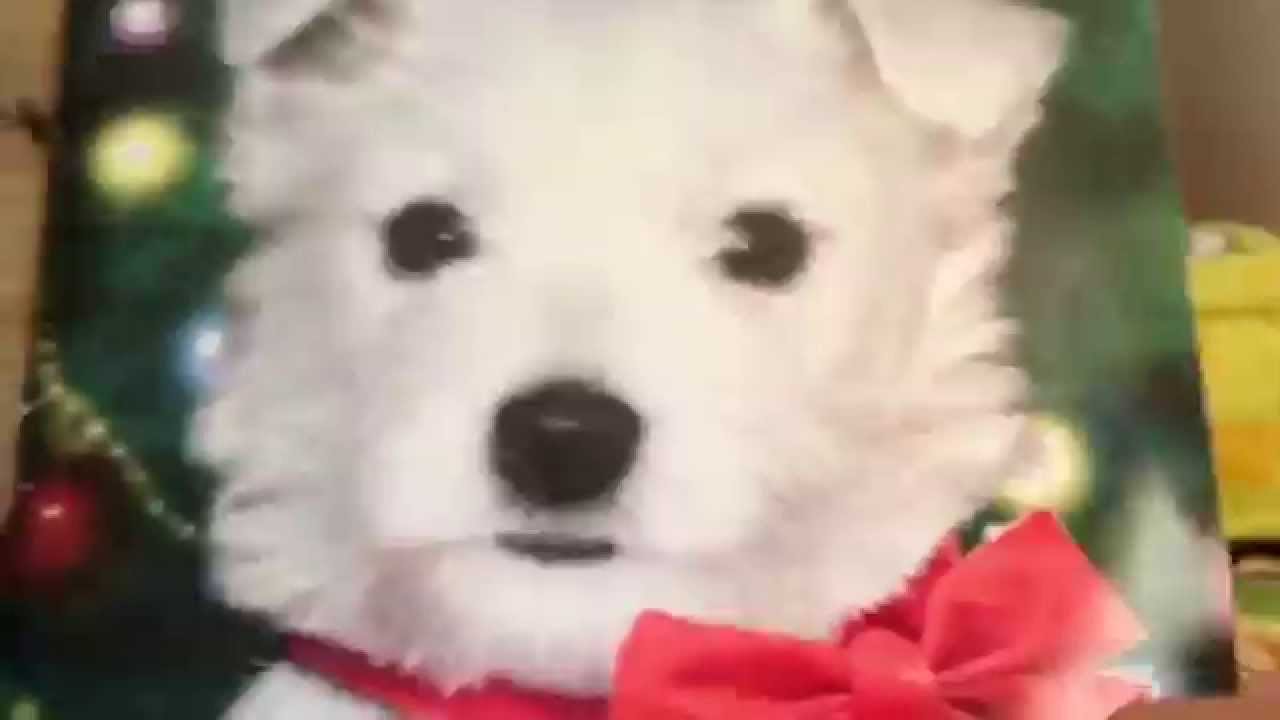 Snowball the second puppy place book YouTube
