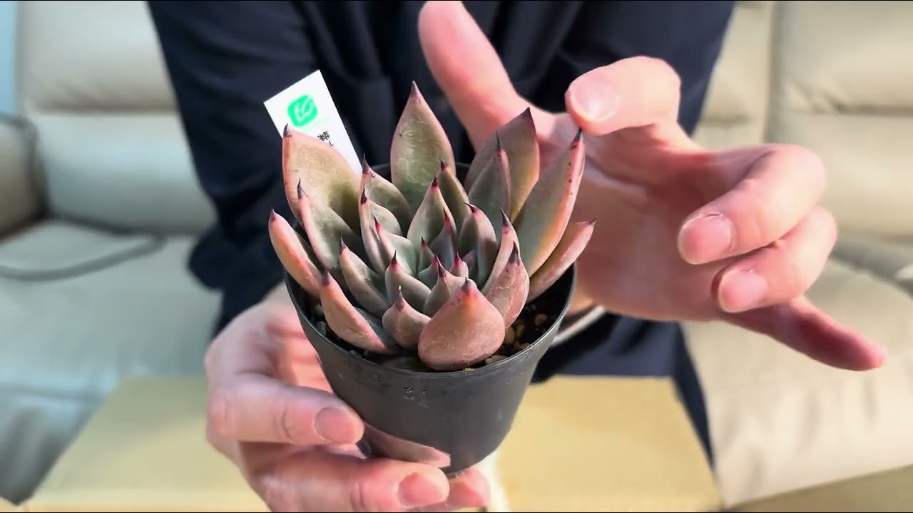 日本花キ流通さんで多肉植物を購入しました