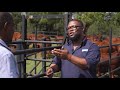 Injection sites and techniques with Dr. Thapelo Makae from Elanco