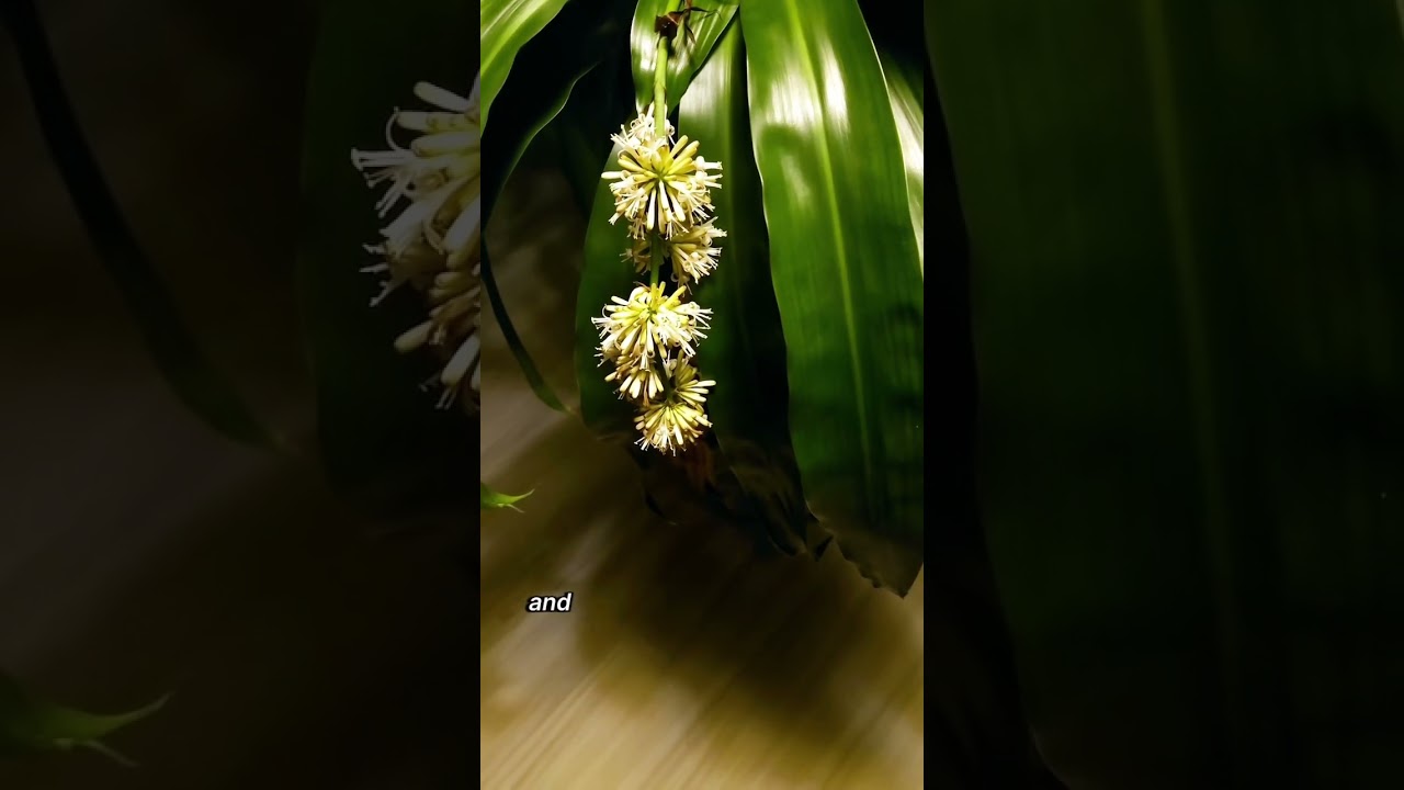 Dracaena Lisa Flowers #shorts - YouTube