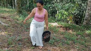 Day 1 of staying in the village, Go to the Garden to Harvest Candlenuts ‼️