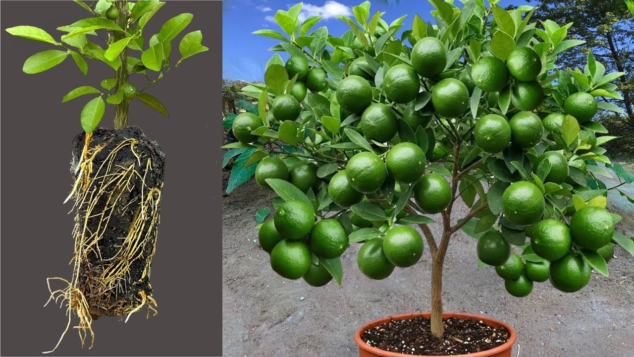 How To Grow Lemon Tree Growing With Aloe Vera, Bast Idea Propagating Lemon Tree 