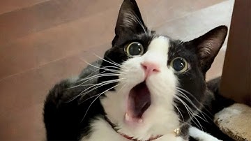 Cats That Made Everyone LAUGH! 😂 | Try Not To Laugh Cat Videos #25