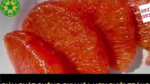 siêu giống cây bưởi ruby nhập khẩu từ Thái Lan