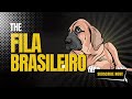 Fila Brasileiro (Brazilian Mastiff) の動画、YouTube動画。