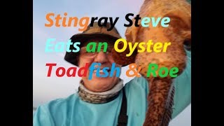 Stingray Steve Eats a Oyster Toadfish and it tastes like CRABS ! Oyster Toadfish Tempura Trash Fish Catch Clean Cook