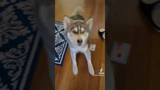 Boomer tricks(Alaskan malamute)