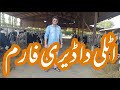 Dairy farm in Italy ||  Ijaz Bajwa