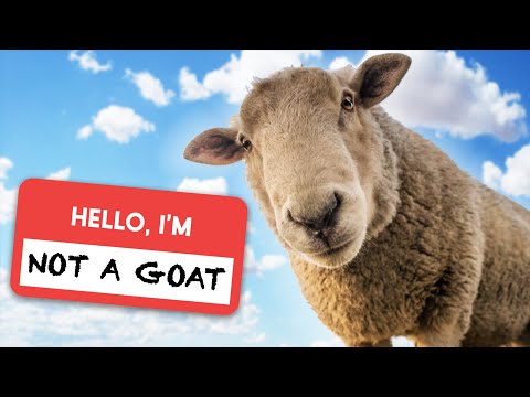 Video: Kostřava ovčí: popis, fotografie, výsadba a péče