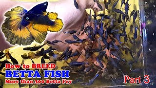 Part 3 - How To Betta Fish Breeding More Than 300 Betta Fry Mustard Gas Rose Tail Halfmoon