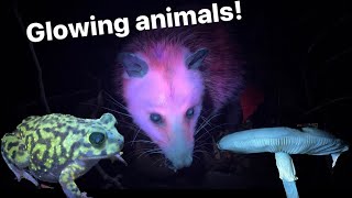Fluorescent Glowing Animals Hiking At Night