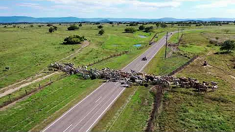 PALM CREEK BRAHMANS moving cows with weaner steers...