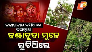 କେଉଁଠି ଏ ଜାଗା, ଯେଉଁଠି କଣ୍ଟାବୁଦା ମୂଳେ ଲୁଚିଥିଲେ ମହାପ୍ରଭୁ ? Where is this sacred place ?