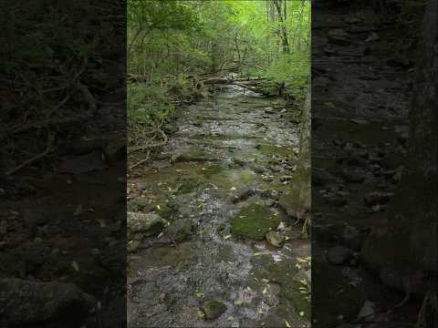 State Park Hike #shorts