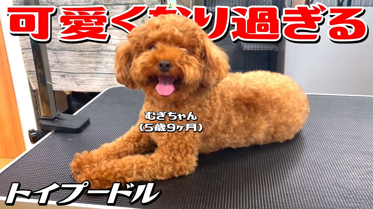 可愛くなり過ぎる！】トイプードル・むぎちゃん5歳9ヶ月 #toypoodle