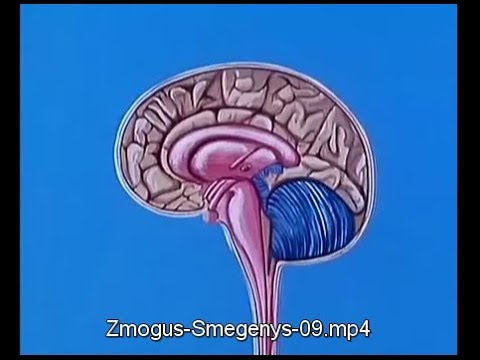 Zmogus - Smegenys 09