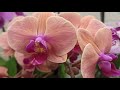 Как прекрасны орхидеи-посмотри(те)!!!