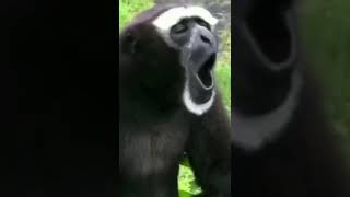 trampoline screaming monkey