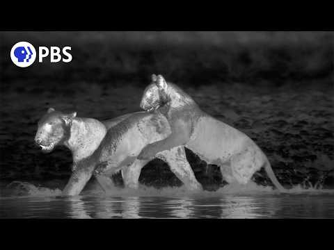 Can These Tiger Cubs Pull Off a Hunt?