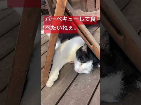 猫🐱930ポンのテント⛺️の巻😊