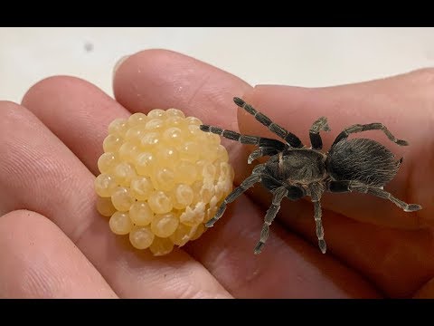 Video: Cara Membiak Labah-labah