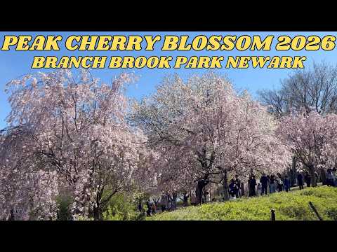 Cherry Blossom 2026 at Branch Brook Park Newark | Peak Bloom | Spring in New Jersey USA