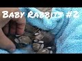 Wild baby rabbits in my yard - update.