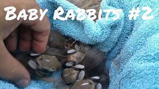 Wild baby rabbits in my yard  update.
