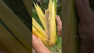 Fragrant Screw Pine🌷🧐 Fragrant Screw Pine | Kaithai | Thazhampoo Flower | Thazhampoo #allwinjilly #nature #kids