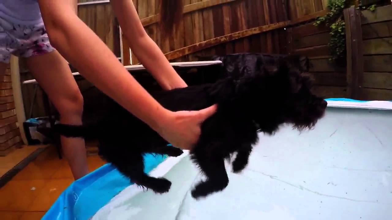 Dog swimming above water