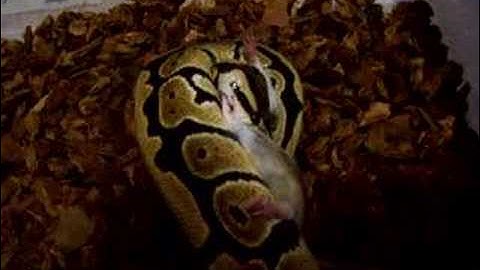 Ball Python Attacking Mouse