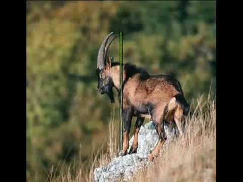 ბორჯომ-ხარაგაულის ეროვნული პარკი