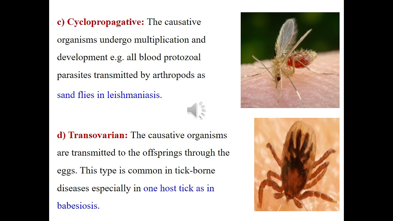 Lecture 61 Introduction To Medically Important Arthropods I YouTube Lecture 61 Introduction To Medically Important Arthropods I YouTube