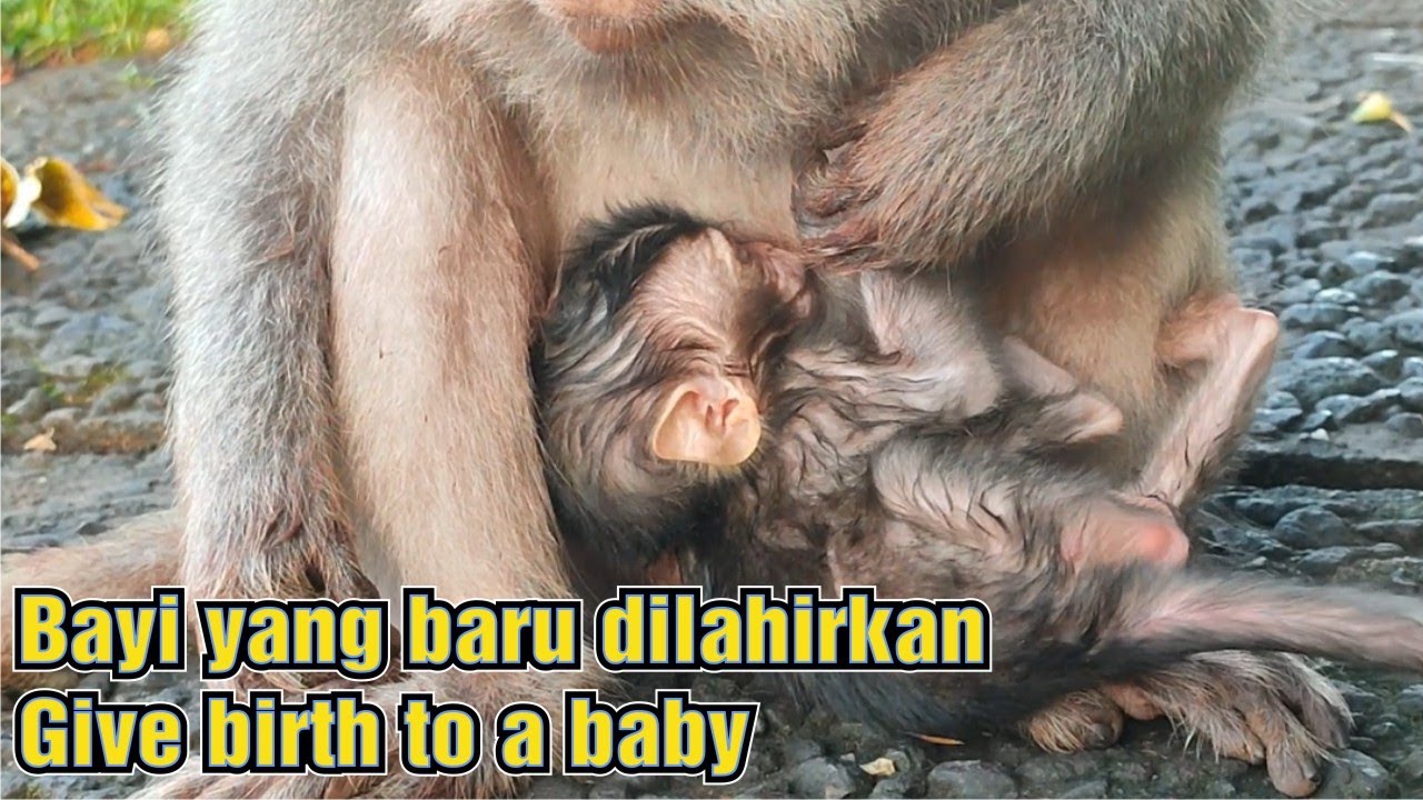 Мать-обезьяна рожает. Добро пожаловать, малыш #tuAbangChannel