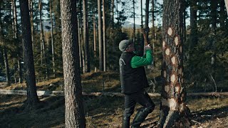 Forgotten Ancient Forestry - Reviving Nature's Secret Superwood. Part 1. Ringbarking and Spotbarking