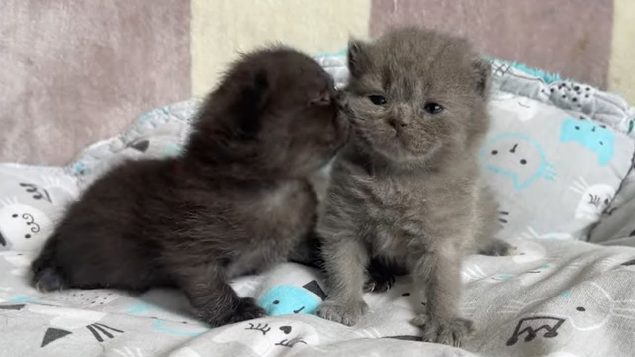 2 Week Old Kittens Trying to Walk | Cutest Wobbly Baby Cats - YouTube
