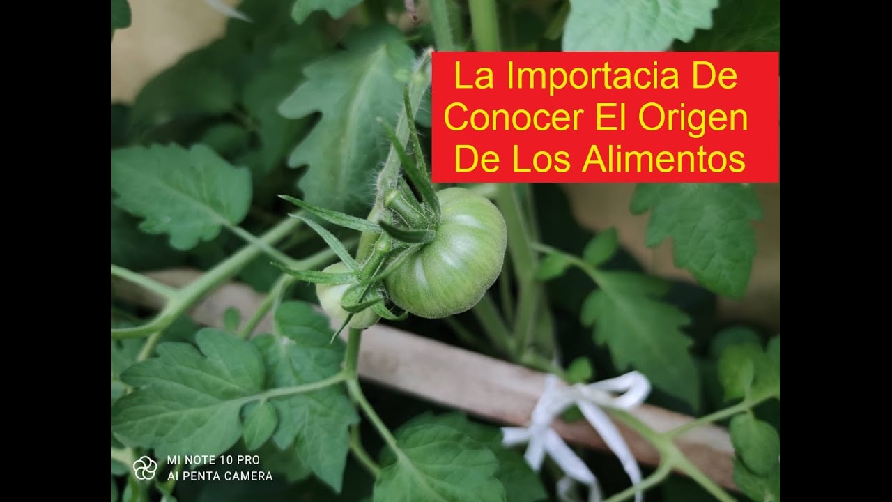 QUE ES UNA SEMILLA HIBRIDA