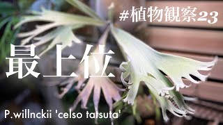 【諭吉飛び交う】ビカクシダ（P willinckii'Celso'tatsuta）【美し過ぎる植物観察】