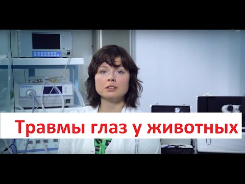 Видео: Травмы глаз у кошек