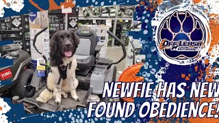 Middle TN Dog Trainers - Newfie Has New Found Obedience! by Off Leash K9 Training of the South 52 views 6 days ago 7 minutes, 22 seconds