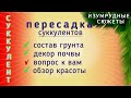 Суккуленты Пересадка. Грунт Для Суккулентов. Мини садики.   Декор Почвы. Вопрос К Вам.